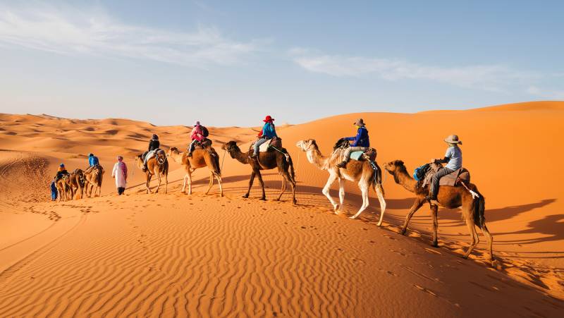 Morocco Camels