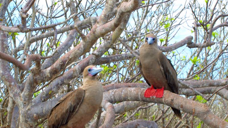 Galapagos Escape – Solaris (Itinerary B)