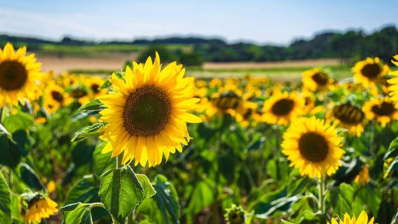 sunflowers-in-the-loire_valley