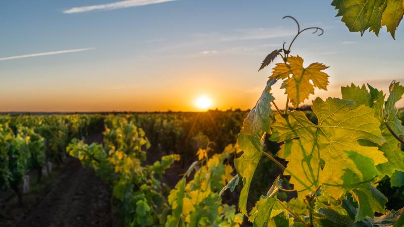 vineyards-chinon