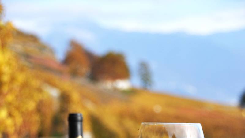 wine-and-cheese-in-vineyard