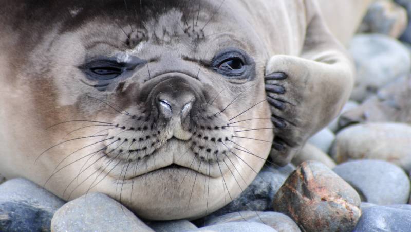 Penguins of the Far South: Falklands, South Georgia & Antarctica