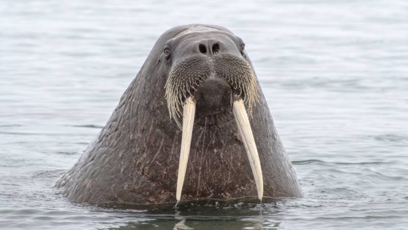 Svalbard Explorer: Best of High Arctic Norway