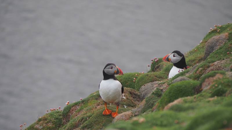 Arctic Saga: Spitsbergen, Faroes & Jan Mayen