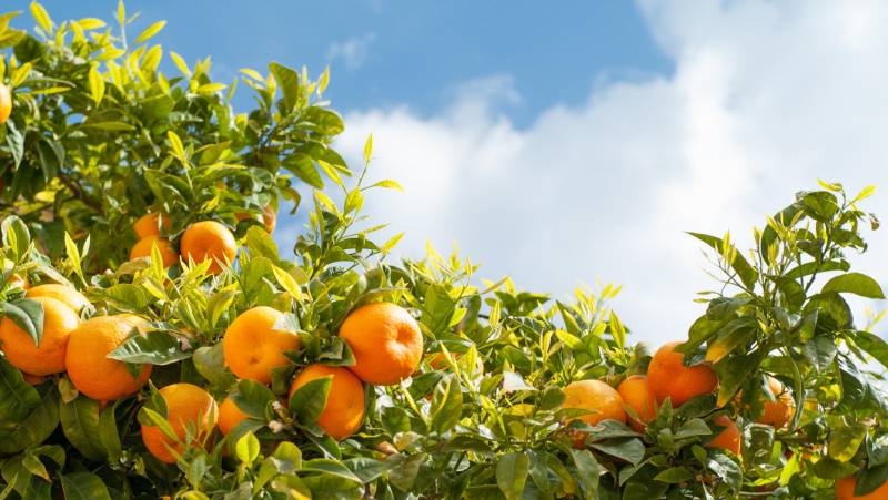 orange-trees-portugal