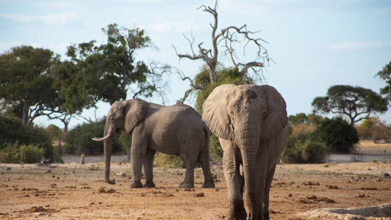 Botswana & Namibia: Delta & Dunes