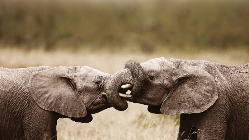 Signature South Africa | Across the Wild Plains