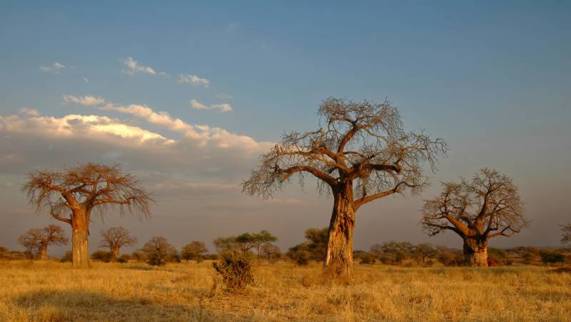 Safari Add-on Tour after Rongai Route