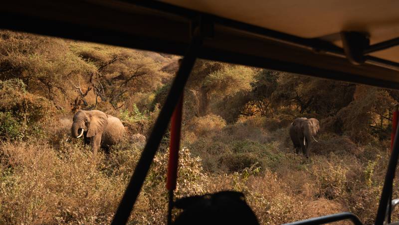 Safari Add-on Tour after Rongai Route