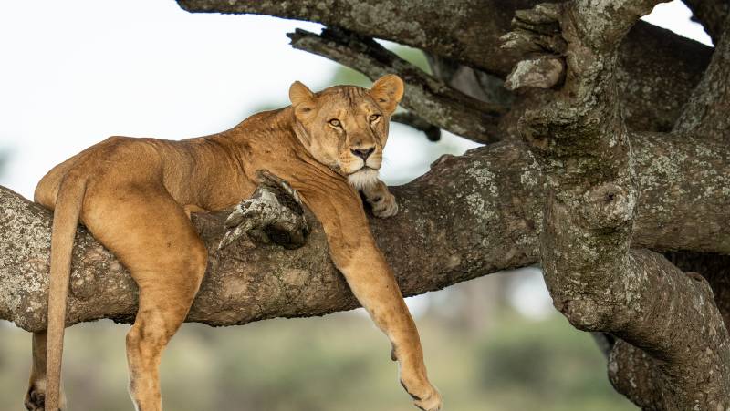 Safari Add-on Tour after Rongai Route