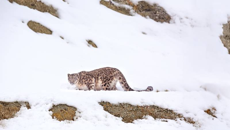 Search for Snow Leopards with Valerie Parkinson
