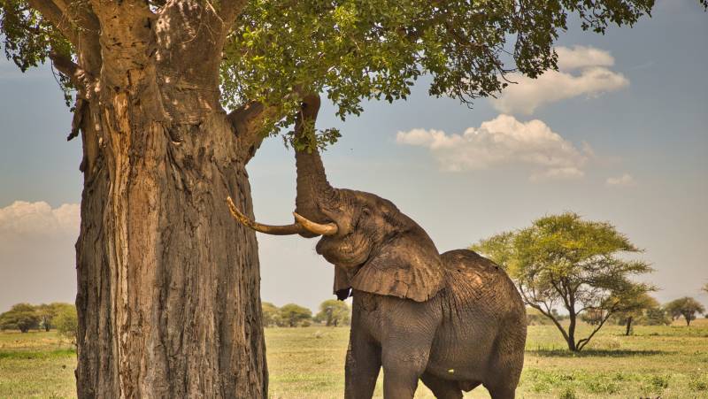 Safari Add-on Tour after Rongai Route