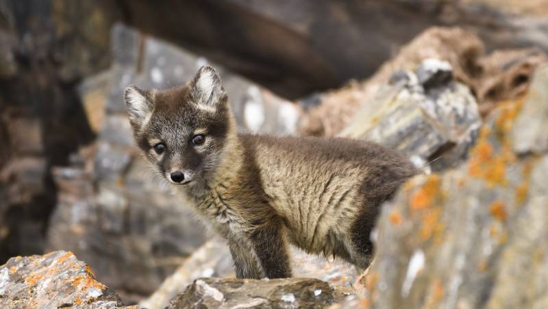 Svalbard Explorer: Best of High Arctic Norway