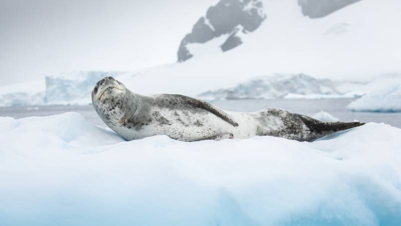 Antarctic Express: Fly the Drake