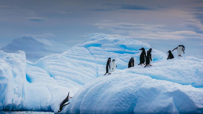 Antarctic Express: Fly the Drake