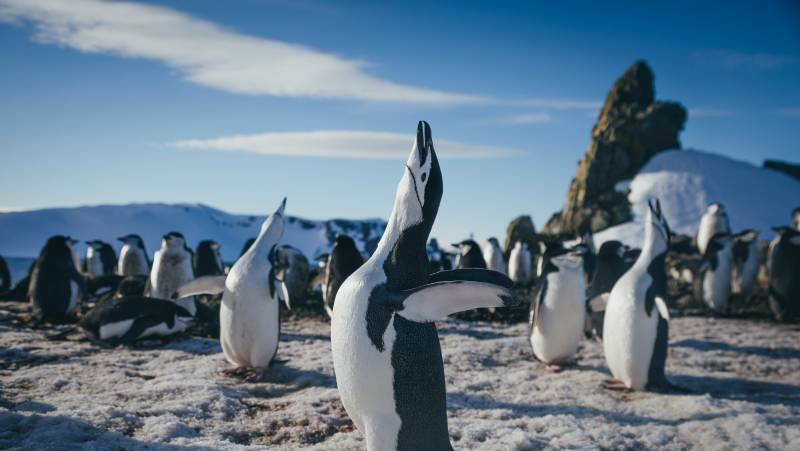 Antarctic Express: Fly the Drake