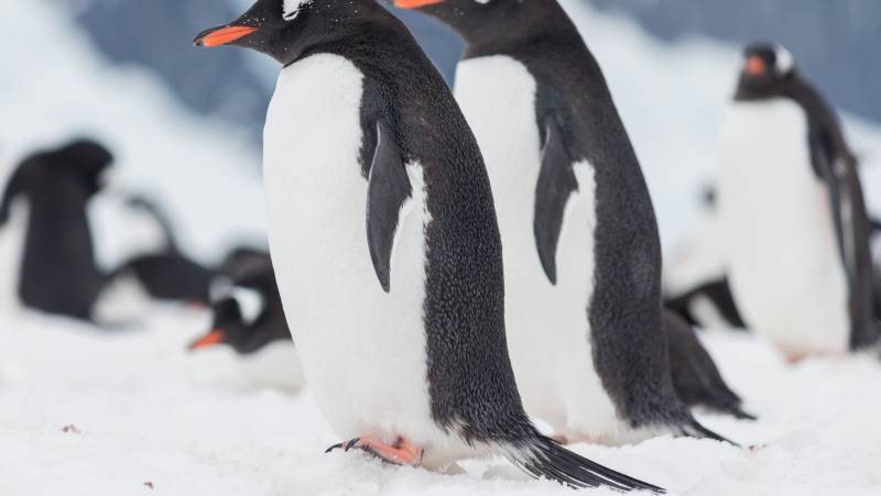 Antarctic Express: Fly the Drake