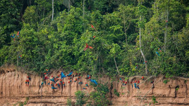 Amazon Rainforest Add-on (post-tour, from Lima)