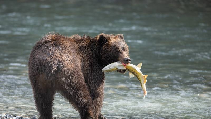 Walking Canada’s Sunshine Coast