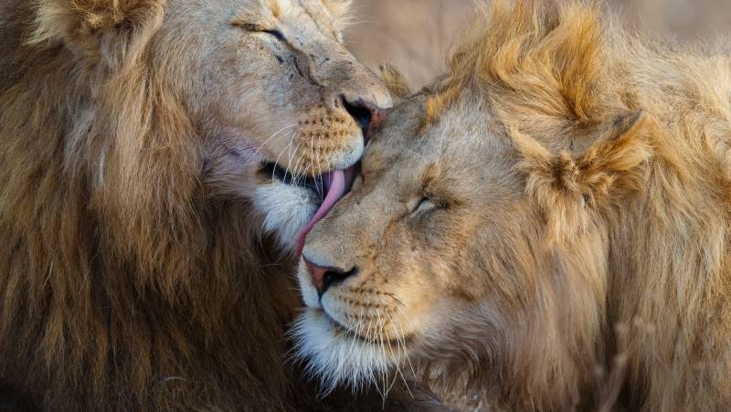 Safari Add-on Tour – after Lemosho Route