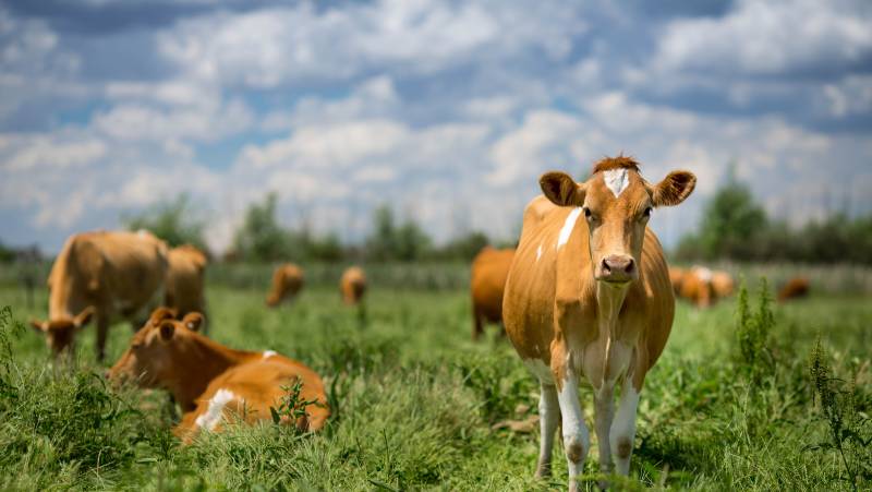 Walking in Jersey, Guernsey and Sark