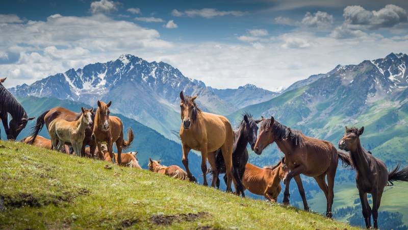 Kyrgyzstan Walking Explorer