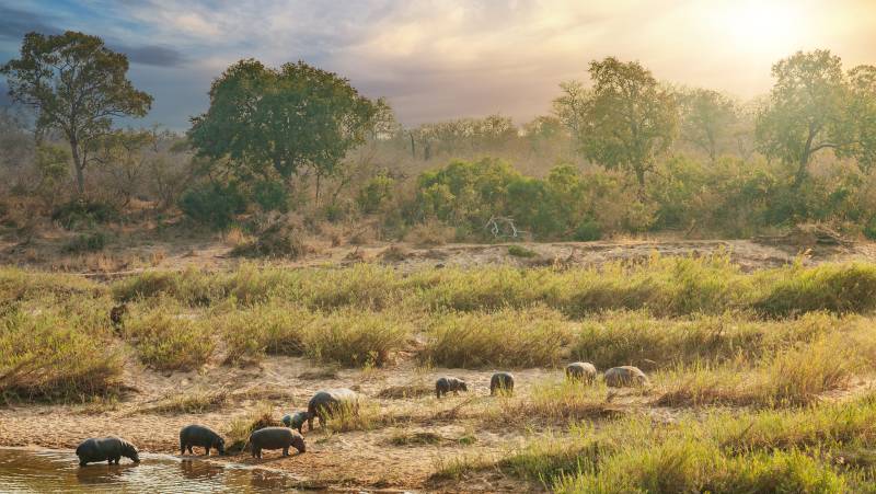 Southern Africa Safari: Kruger & Coast