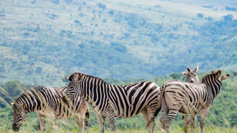 Southern Africa Safari: Kruger & Coast