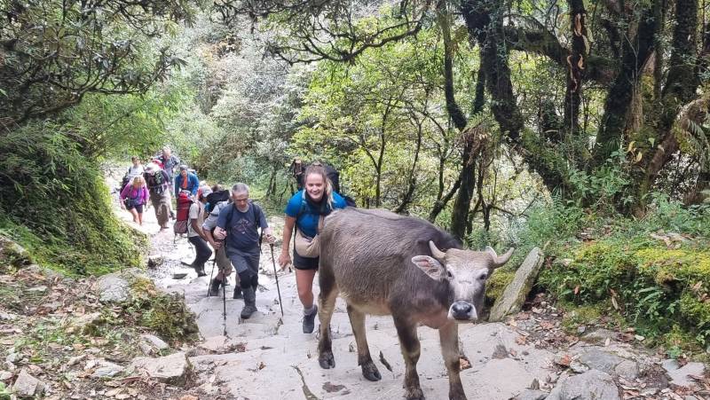 Annapurna to Chitwan: Walks & Wildlife