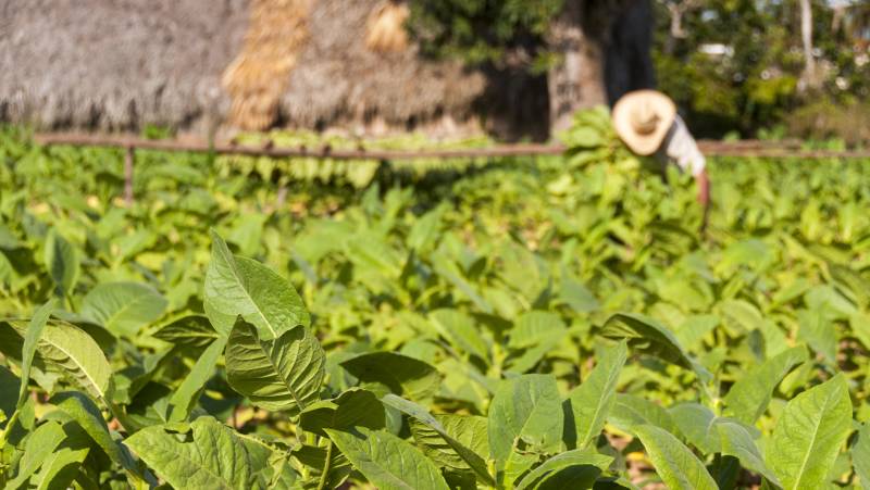 Cuba: La Isla Grande