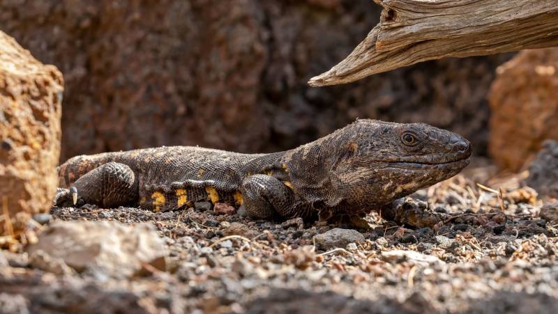 Highlights of El Hierro Walk
