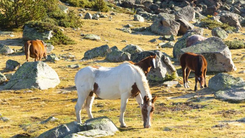 Walking the Rugged Pyrenees of Andorra