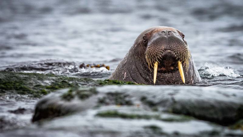 Arctic Saga: Spitsbergen, Faroes & Jan Mayen