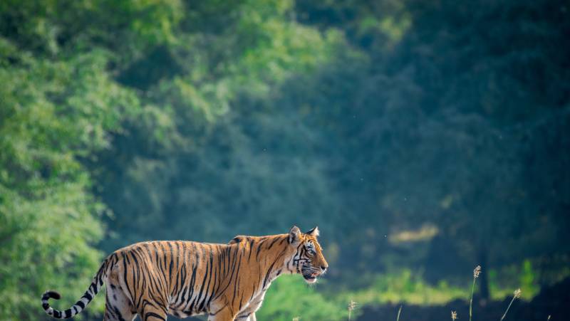 India’s Taj Mahal and Tigers – Premium Adventure