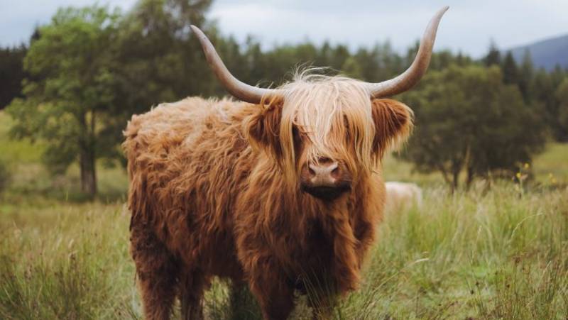 Classic Scotland: Edinburgh to the Highlands