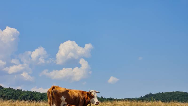 Carpathian Walking & Bears