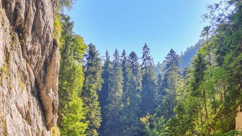 Carpathian Walking & Bears