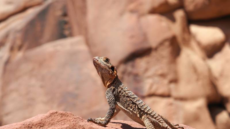 Kingdoms of Jordan – Premium Adventure