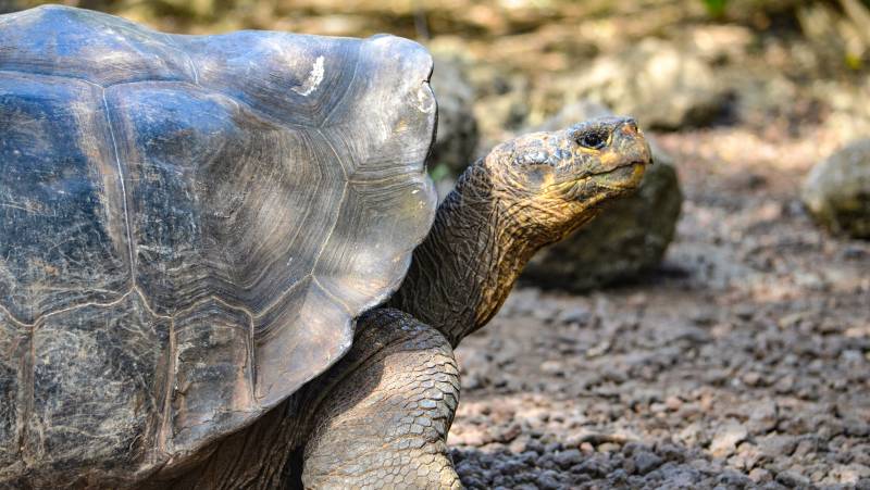 Galapagos Walking Adventure