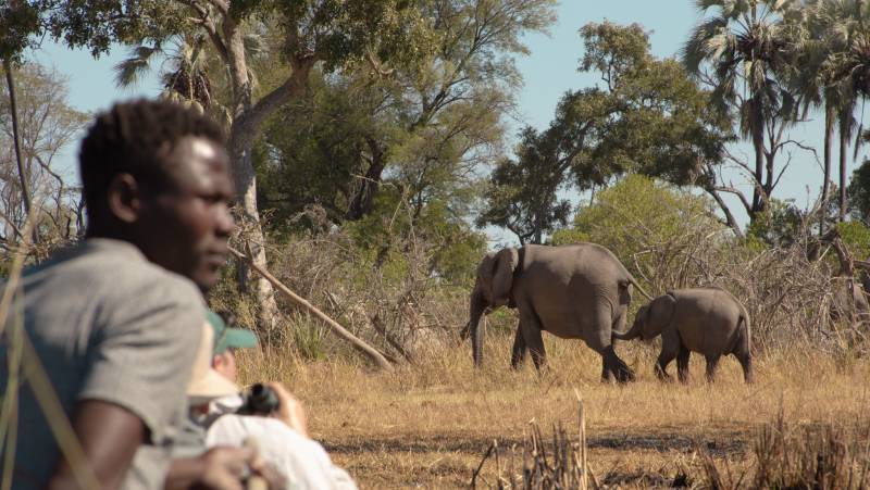 Wildlife & Wilderness of Botswana