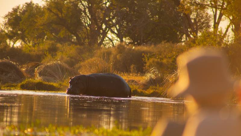 Wildlife & Wilderness of Botswana