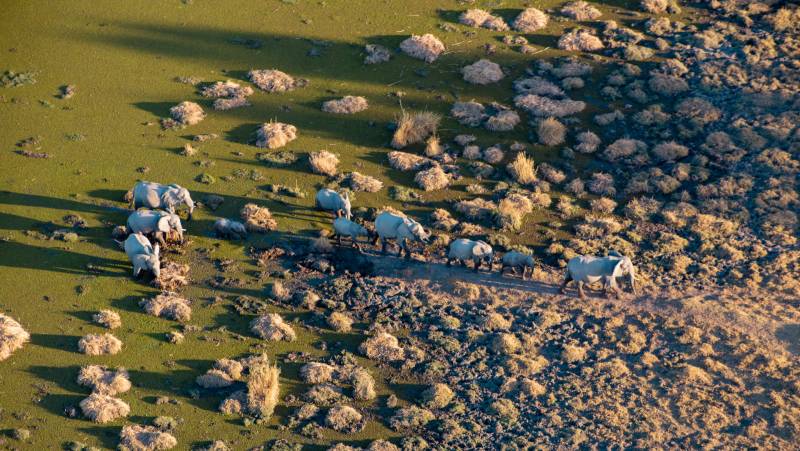 Wildlife & Wilderness of Botswana