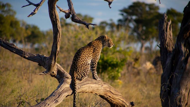 Wildlife & Wilderness of Botswana