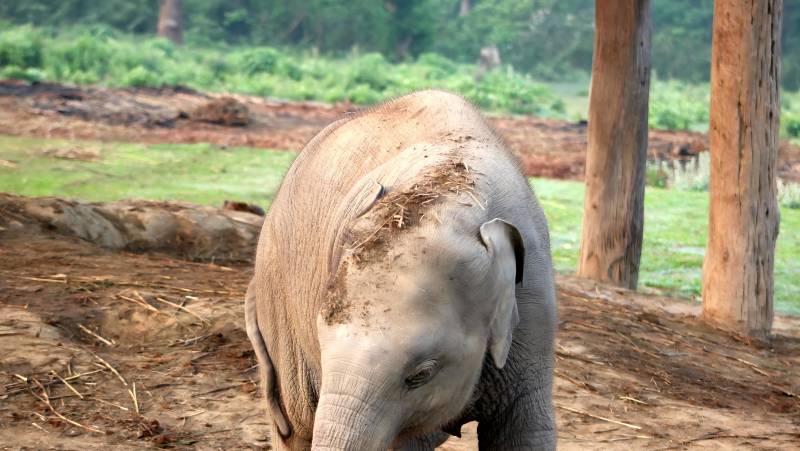 Annapurna to Chitwan: Walks & Wildlife