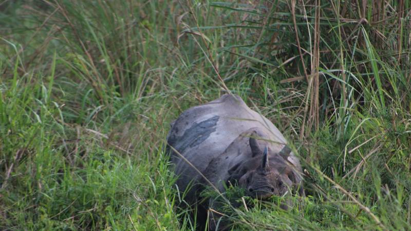 Annapurna to Chitwan: Walks & Wildlife