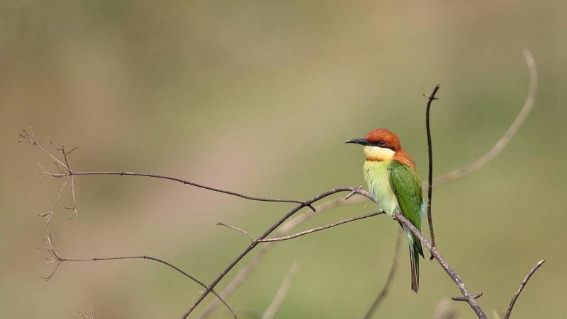Annapurna to Chitwan: Walks & Wildlife