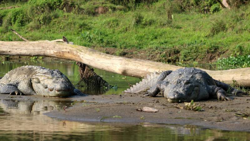 Annapurna to Chitwan: Walks & Wildlife
