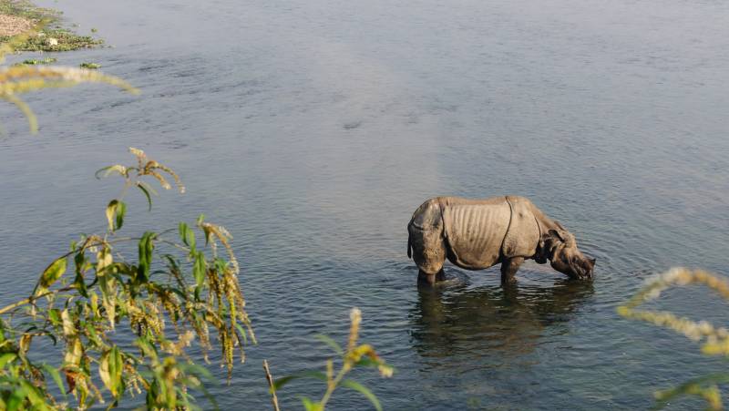 Chitwan Safari Add-on Tour