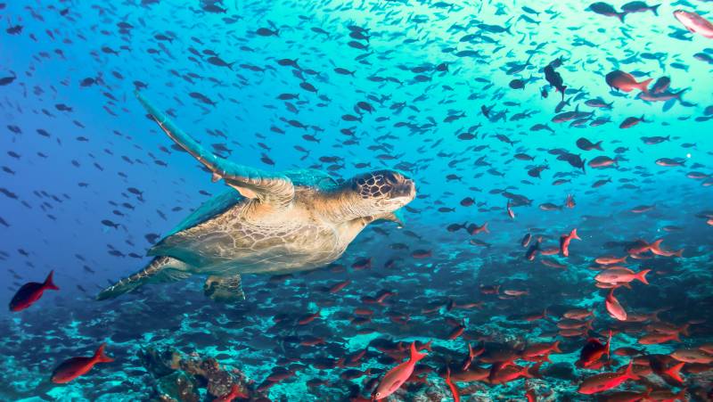 Highlights of Ecuador & the Galapagos