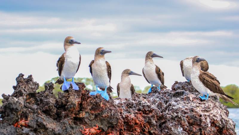 Highlights of Ecuador & the Galapagos